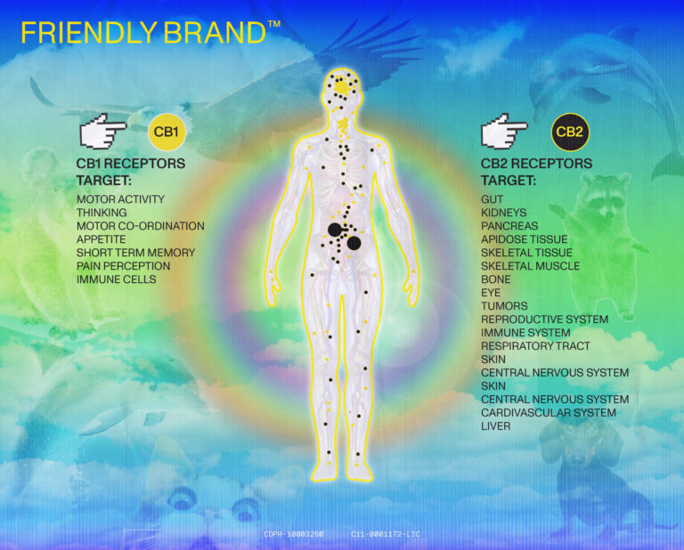 Friendly Endocannabinoid System