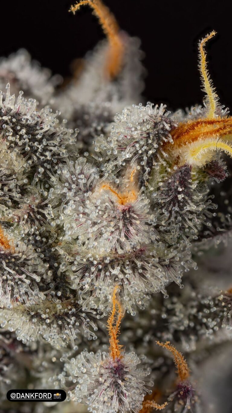 Preferred Gardens Cannabis flower