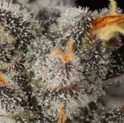 Preferred Gardens Cannabis flower